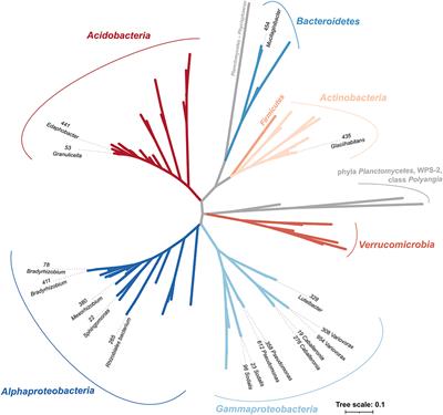 Deadwood-Inhabiting Bacteria Show Adaptations to Changing Carbon and Nitrogen Availability During Decomposition